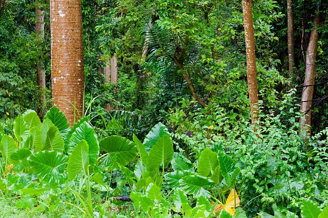 Hjertetræ: En skjult skat i regnskoven