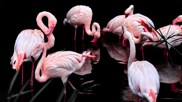 Flamingobrænder og Flamingoskærer: Vejen til at skabe unikke og personlige hjemmearbejdspladser