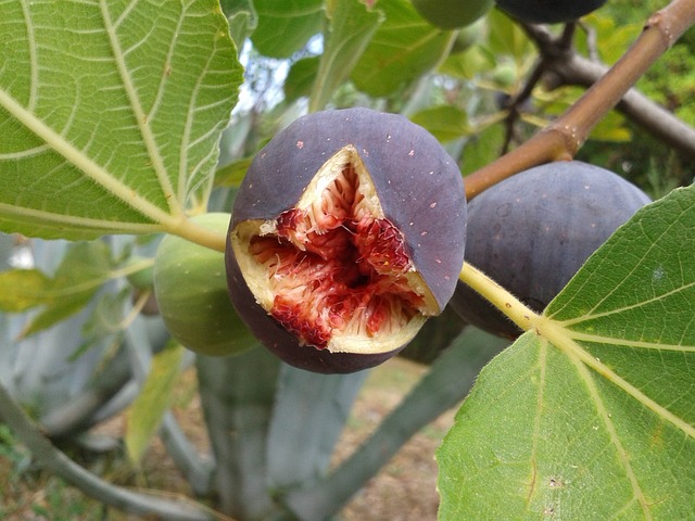 The Health Benefits of Eating Figs
